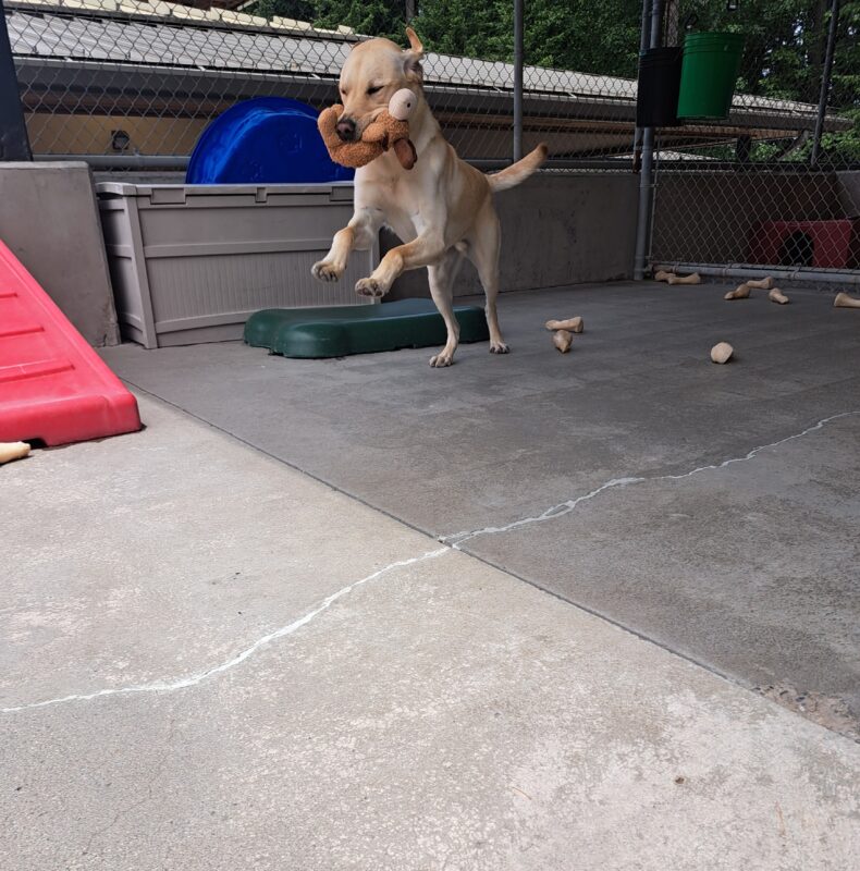 Yellow lab (Williams) running with a brown toy in his mouth.