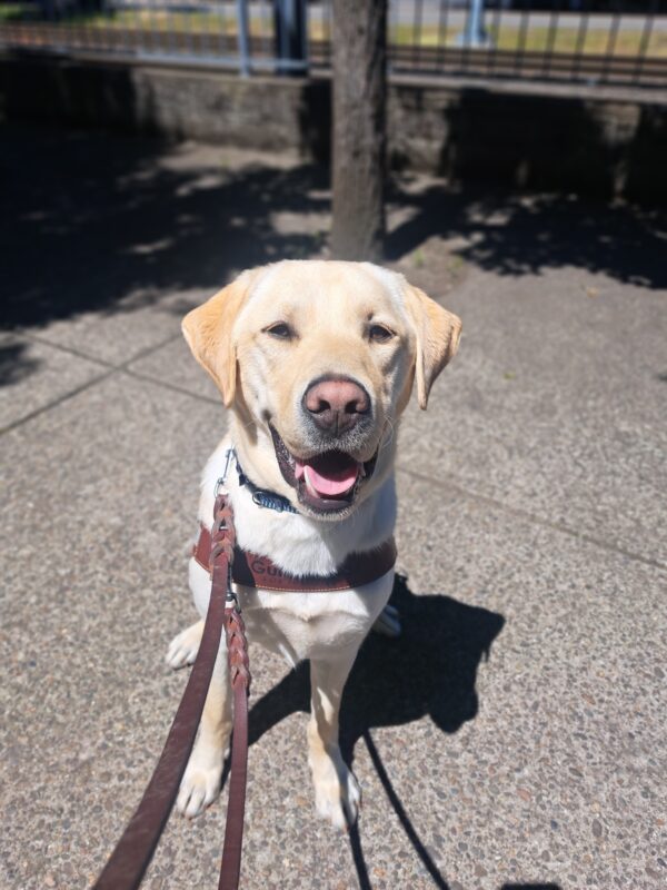 Yellow lab (Williams) sits in harness on concrete in front of a tree with a big smile on his face.