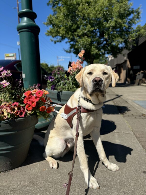 Light yellow lab, Willie, sits in front of many pots of colorful flowers. He is looking into the camera sweetly while wearing his harness.