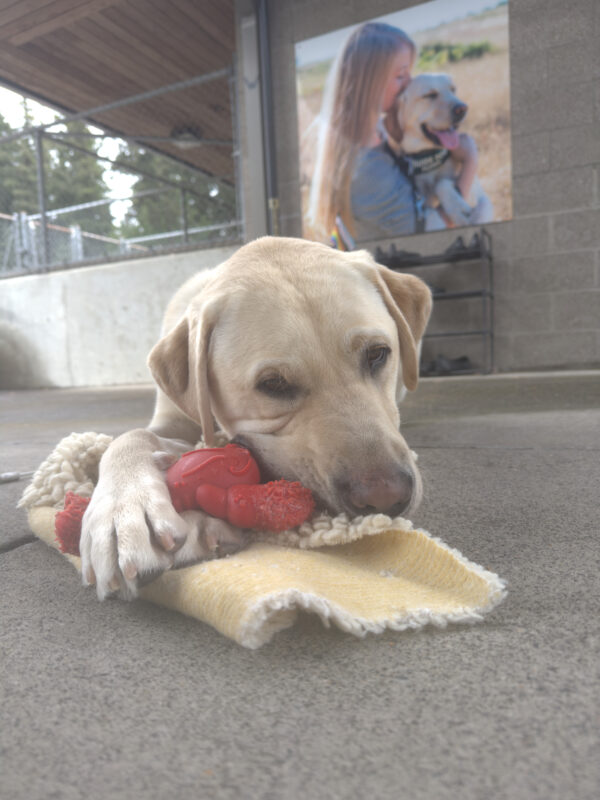 Light yellow lab, Willie, lies on a fleece. He is holding a red lobster shaped nylabone in his paws and is happily chewing on the bone.