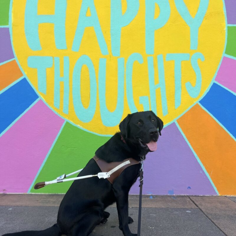Winner is wearing his harness and sitting in front of a colorful mural that says