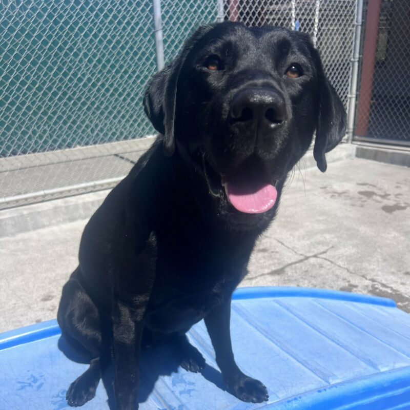 Winner is sitting on a large blue play structure in community run. He is smiling happily at the camera.