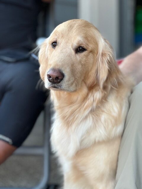 Zinc is pictured sitting happily next to his foster care provider and is looking off into the distance.