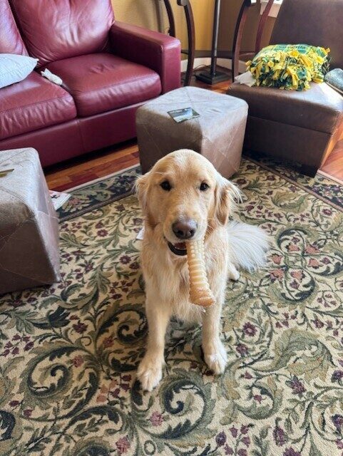 Zinc sits in a living room setting with a colorful area rug and various sofas/ottomans. He is holding a long Nylabone in his mouth and looking directly at the camera.