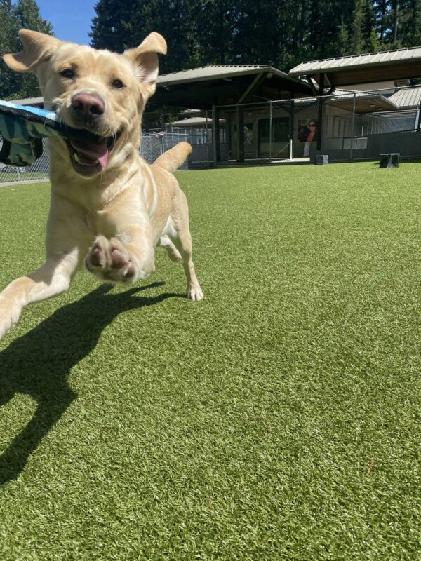 Aislin, a female yellow lab, runs towards the camera in one of our turf free run areas on our Oregon campus. A blue stuffy tug toy hangs out to the left of her mouth and her tongue flies out to the right, with both ears bouncing behind her.