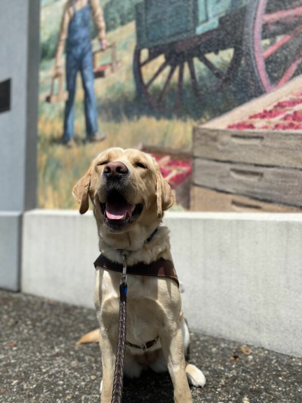 Aislin, a female yellow lab, sits in her GDB harness in front of a local mural in downtown Gresham. She smiles and squints her eyes towards the camera in the summer sun.