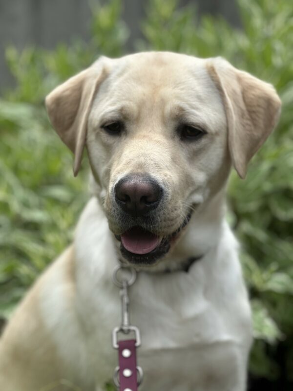 A portrait of Allie, a female yellow Labrador Retriever from the shoulders up. She is looking slightly toward the ground and her mouth is partially open. There is greenery in the background.