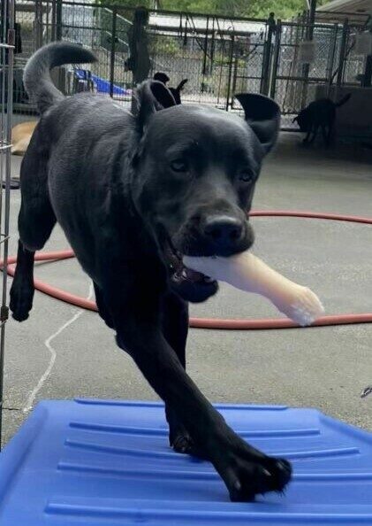 Arcade, a female black lab, jumps on to a blue plastic sloped play structure in one of our community run areas. She holds a plastic bone in her mouth and her ears and tail bounce behind her.