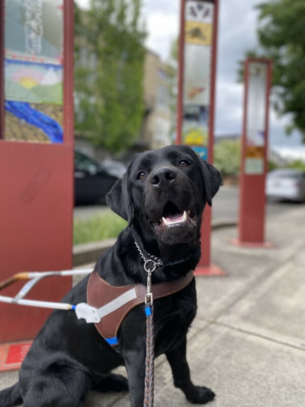 Arcade, a female black lab, sits in her GDB harness in front of a set of art installations in downtown Gresham. She wears a dashing smile and looks at the camera with an open mouth.