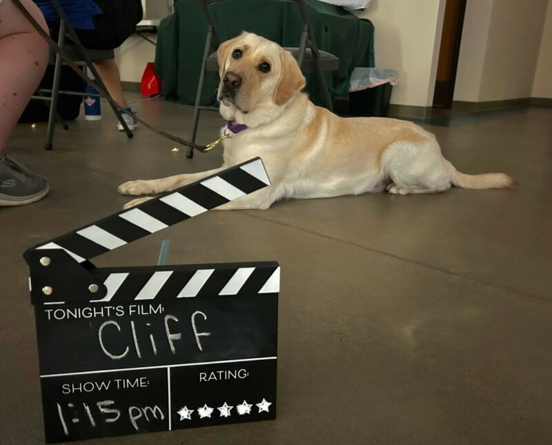 Yellow Lab Cliff laying behind one of those film