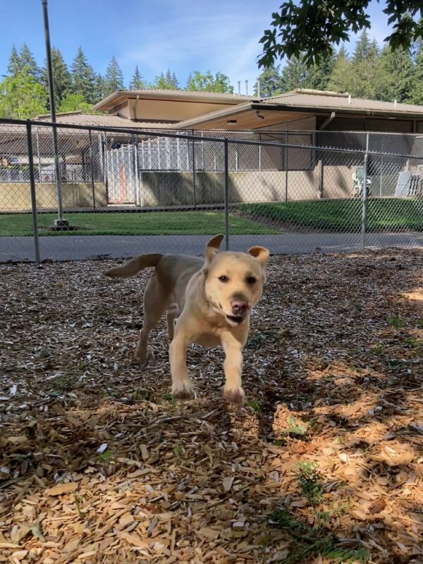 Dara runs through a bark play yard. Her front feet are in the air and her ears are flying backwards.