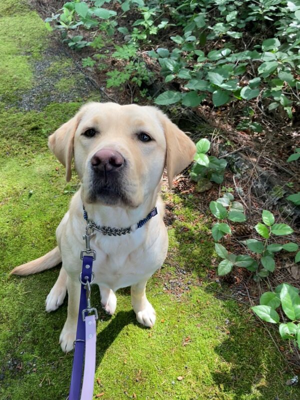 Dara sits on a mossy trail with greenery around her. Her beautiful brown eyes are focused just behind the camera.