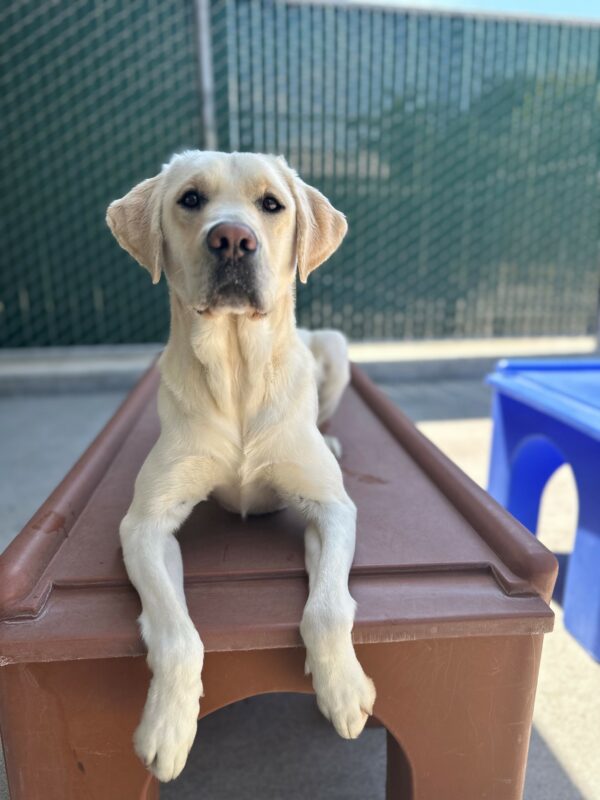 <p>Laurie lays on a brown play structure in community run. She looks at the camera and has her ears forward.</p>