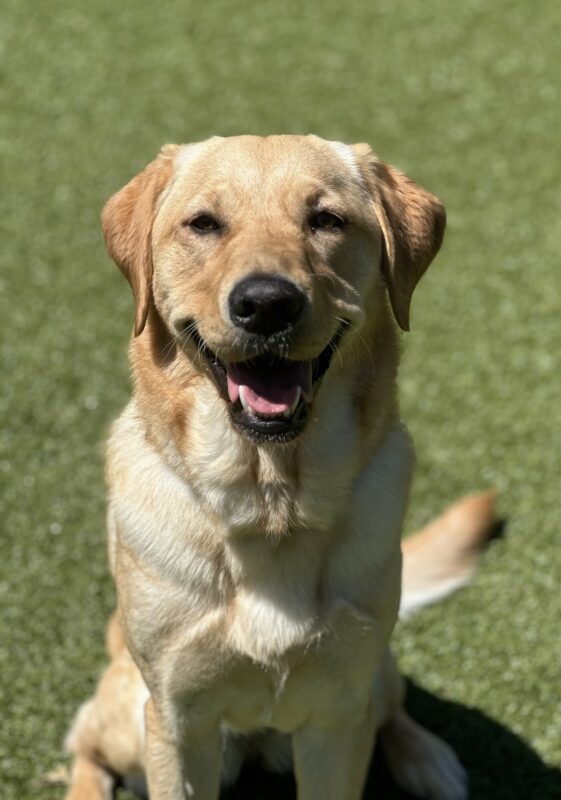 A portrait of Nandy, a female yellow Lab/Golden cross sitting in the grassy free-run area. She is sitting and looking at the camera with her mouth open, appearing as a smile.