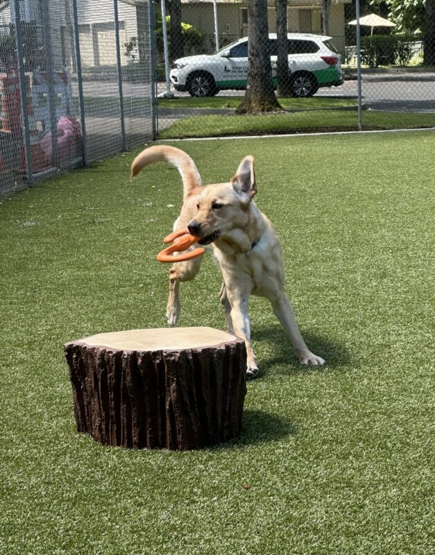 Nandy runs toward the camera with an orange z-shaped tug toy in her mouth in the grassy free-run area. Her body is slightly bent with her facing right and her left ear pointing straight up in the air. There is an artificial tree stump in front of her and cyclone fencing behind her.