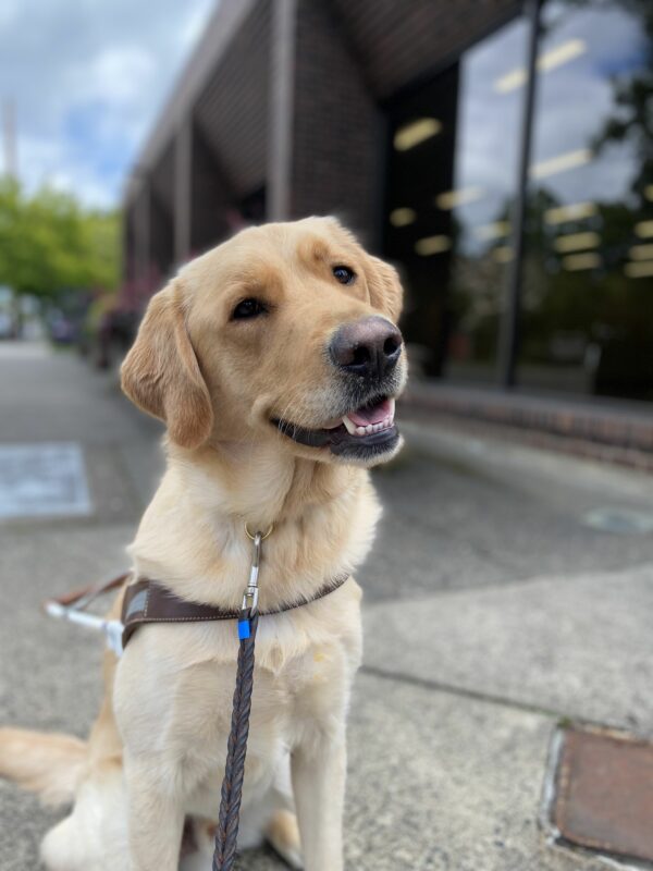 Pogo, a male yellow lab/golden cross, sits in his GDB harness on a sidewalk. He tilts his head, looking towards the camera with an adorable open-mouthed smile. A building is out of focus in the background.