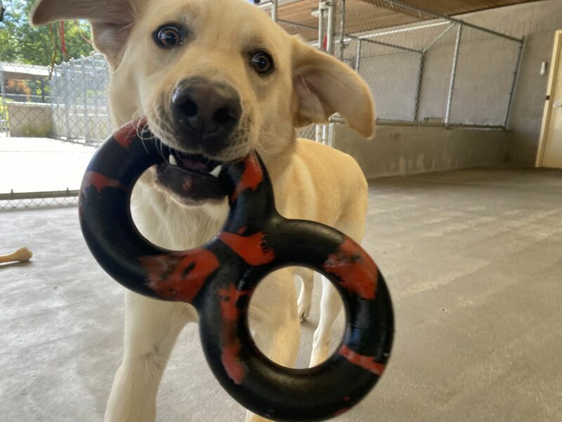Powers, a male yellow lab, runs closely by the camera in one of our community run areas. He holds a black and red rubber figure-8 toy in his mouth and wears a playfully excited expression, with his eyes bright and his ears flying in the air.
