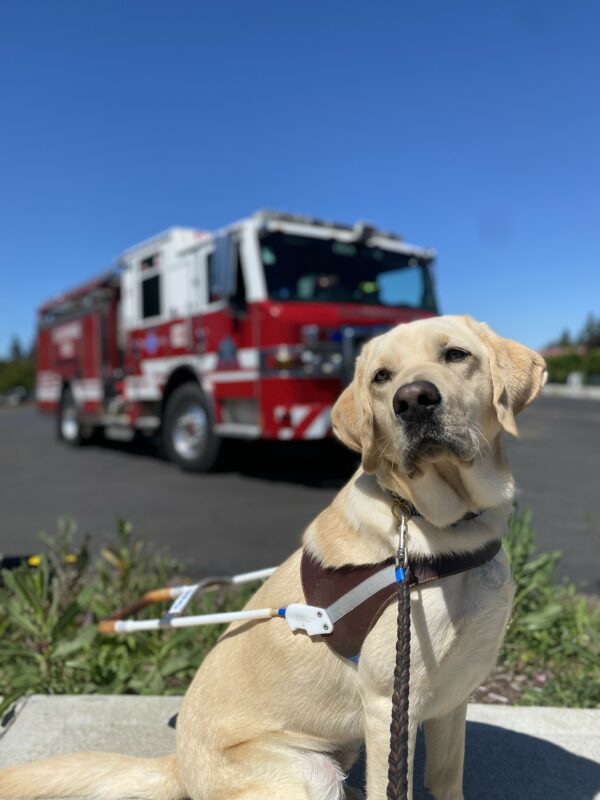 Powers, a male yellow lab, sits in his GDB harness on a sidewalk. He wears a serious expression as he looks towards the camera. A large red firetruck in front of blue skies is out of focus in the background.