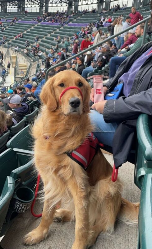 Golden retriever Riggs at a baseball game, sitting in the stands.