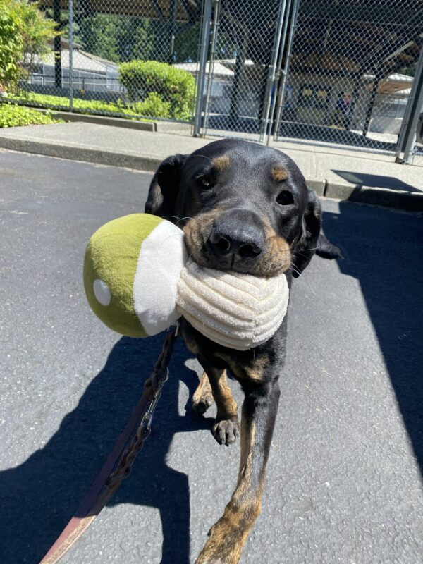 <p>Techno, a male brindle black lab, trots towards the camera holding a fern green mushroom stuffed toy in his mouth. He looks at the camera with an excited expression, with sun gleaming off of his shiny fur.</p>