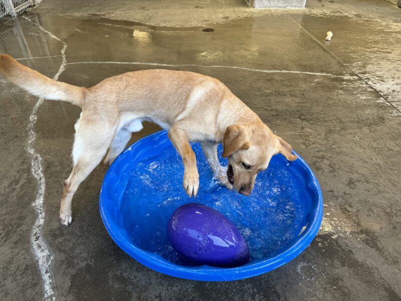 Owen vigorously splashes in a blue kiddy pool filled with water; he’s playing with a purple Jolly Egg that has been placed in the pool.