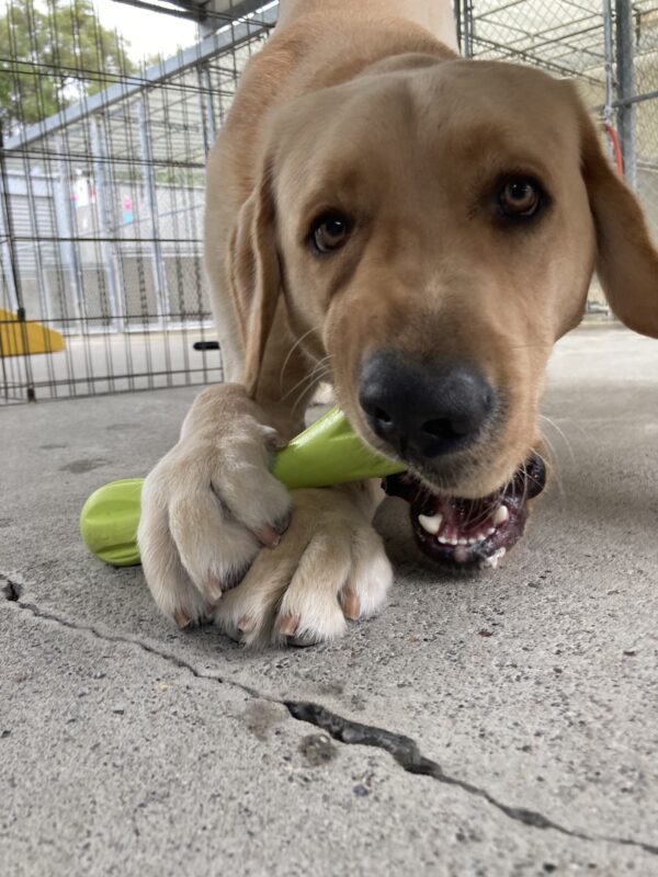 Huxley lays in the community run with a bright green toy held between his paws as he plays with it