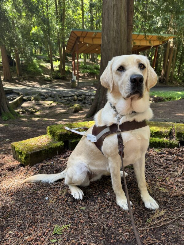 Kinley sits in harness on a bed of tree debris, looking toward the camera. In the background is beautiful greenery, trees, moss, a creek, a pavilion, and a path weaving throughout.