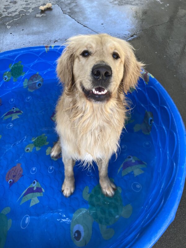 Saxon has been enjoying the pool weather! He sits in a blue pool while he smiles up at his handler