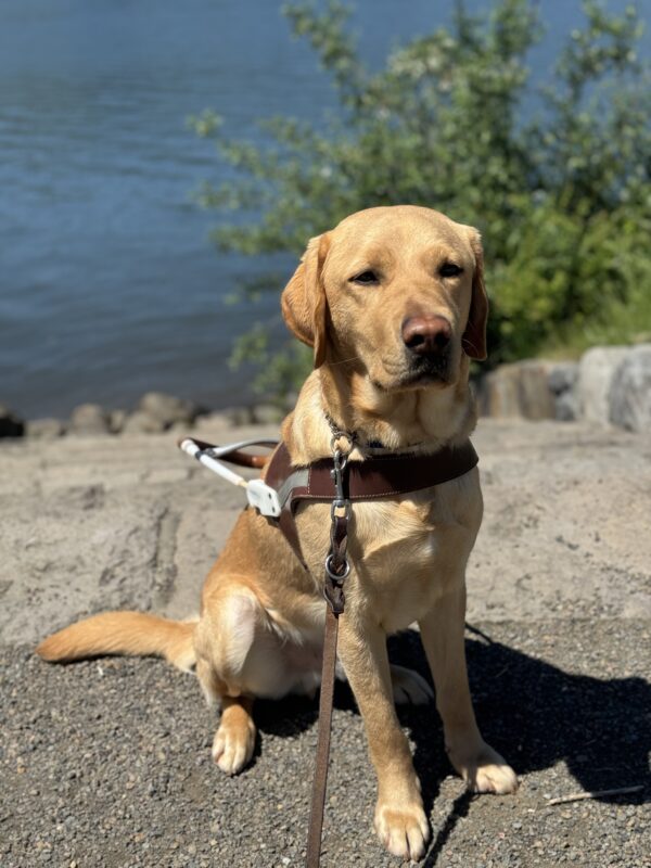 Owen sits in harness looking seriously toward the camera. Behind him is a set of stone steps leading to a tree-lined riverbank.