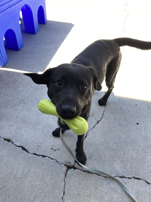 Gondola stands in the community run with a bright green toy in her mouth as she smiles up at the camera