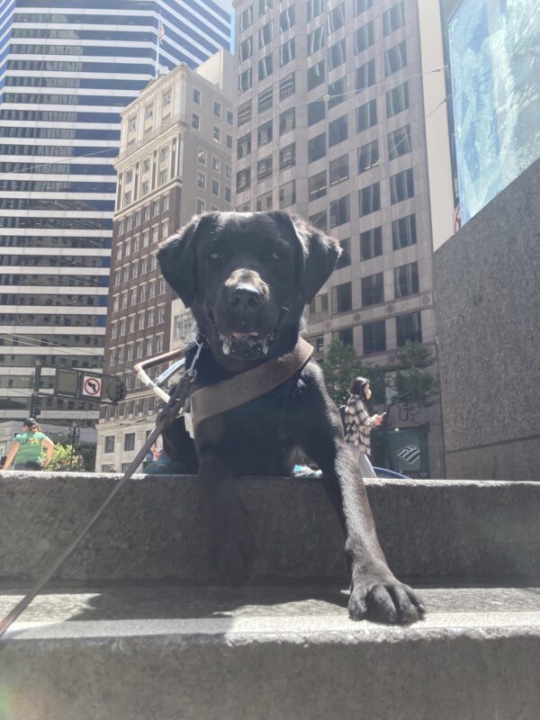 Gondola is lying at the top of a set of stairs in her guide harness with the city behind her.