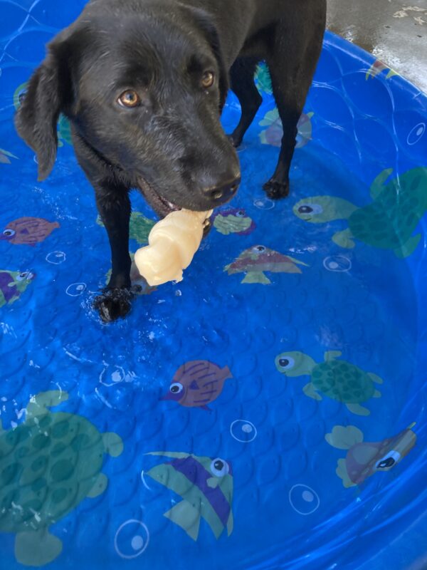 Valdine enjoying some pool time in the community run. She stands in a blue pool with a nyla bone in her mouth as she happily looks at the camera