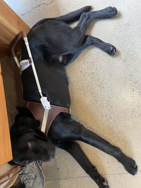 Argus lays in harness in a coffee shop, legs sprawled out but head cuddling the handler’s feet. He’s “side-eying” the camera because he doesn’t want to pick his head all the way up.