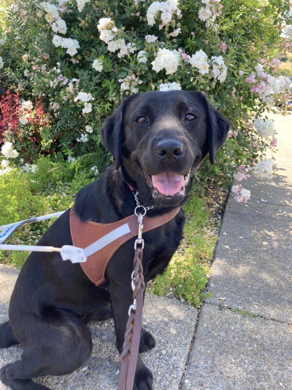 Valdine smiles over her shoulder at her handler with a flowering bush behind her as she wears her guide harness