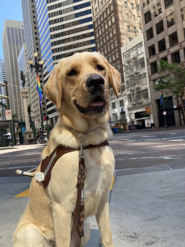 Huxley sitting so handsomely with a cityscape behind him with a smile on his face as he wears is guide harness.
