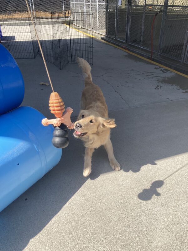 Saxon plays in the community run with a hanging toy. He is in motion grabbing the toy near a blue play structure.