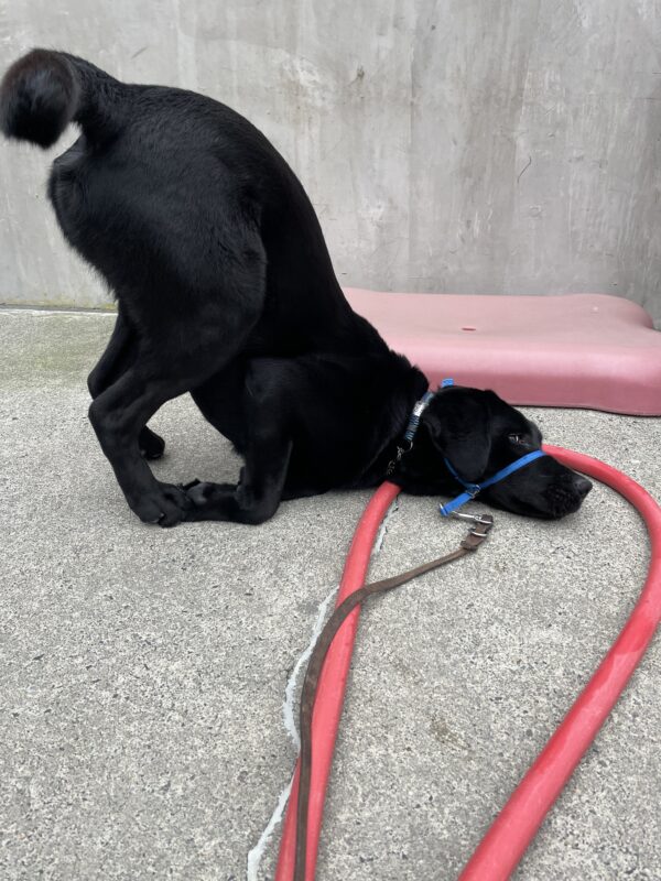 Argus is wearing a blue head collar (though he does this even when he’s not wearing equipment). He is in “puppy pose,” with his head on the ground and rump in the air (tail wagging)- in Community Run, he gets in this position and uses his back legs to propel himself around. Too cute!