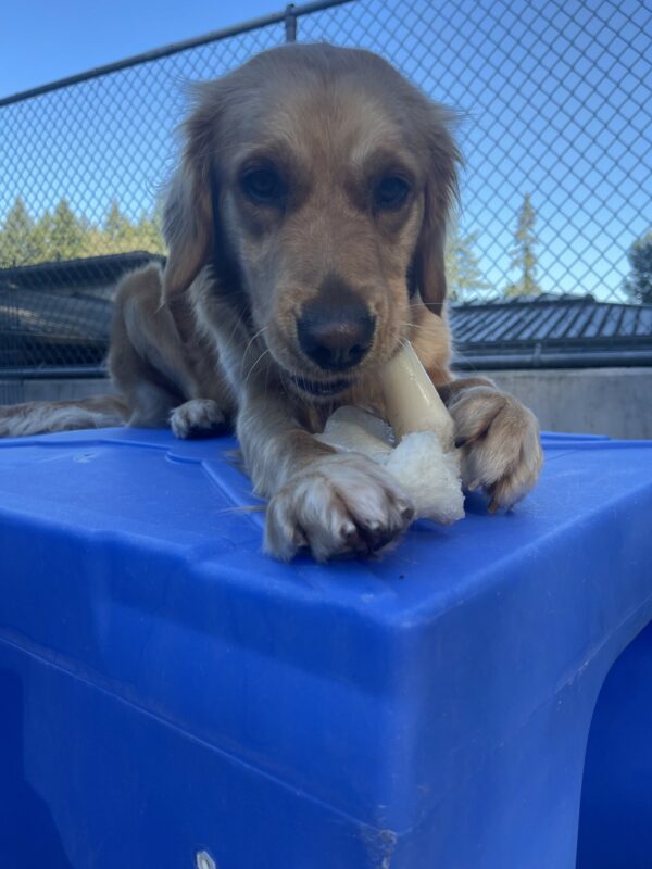 Doralyn in laying on a blue play structure in community run and is chewing on a bone.
