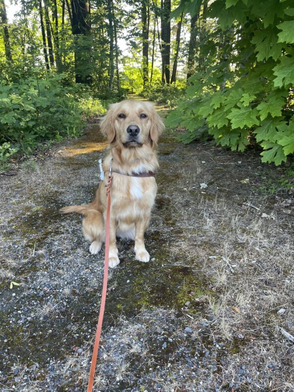 Doralyn is sitting in harness on a pathway that goes through the Oregon Campus. There is green foliage behind her, and she is looking at the camera.