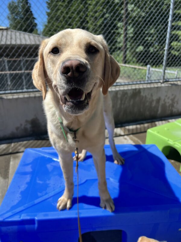 Eldon is standing on a blue play structure in community run. He is looking at the camera with his mouth open.