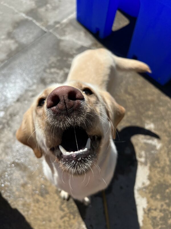 Fran, a female yellow lab, is playing in the community run area on the Oregon Campus. She is looking up with a big smile on her face and her mouth partially open, exposing her pearly whites (teeth).