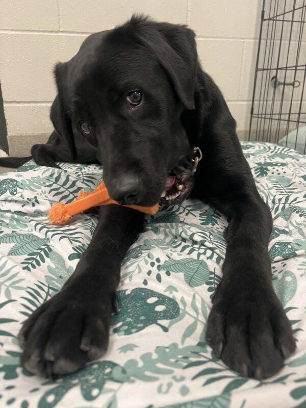 Simmons lays on a soft bed with an orange toy in his mouth looking coyly at the camera.