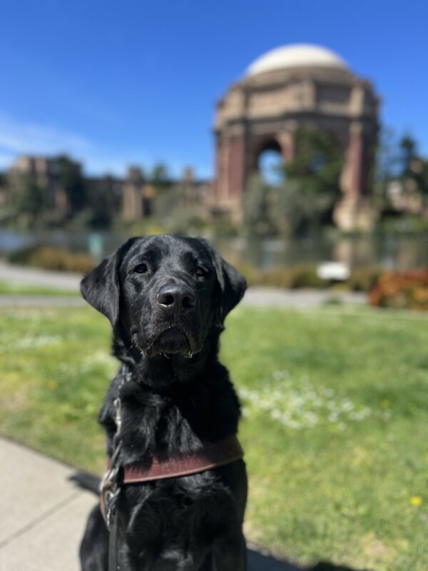 <p>P.J. sits in harness, the Palace of Fine Arts visible in the background.</p>