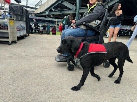 Black Lab Tobago in his red service vest, navigating a baseball stadium with his trainer who is using a power wheelchair