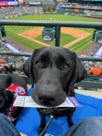 Black lab Tobago in the stands at a baseball game with the field behind him. He is sitting at his handler's feet, holding the admission ticket in his mouth.