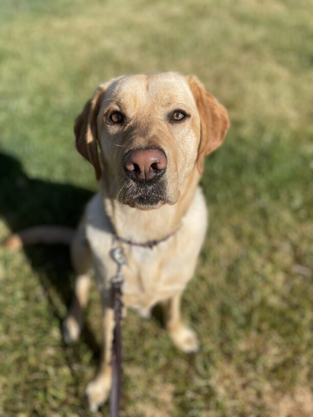 Lily sits on green grass while looking directly at the camera.