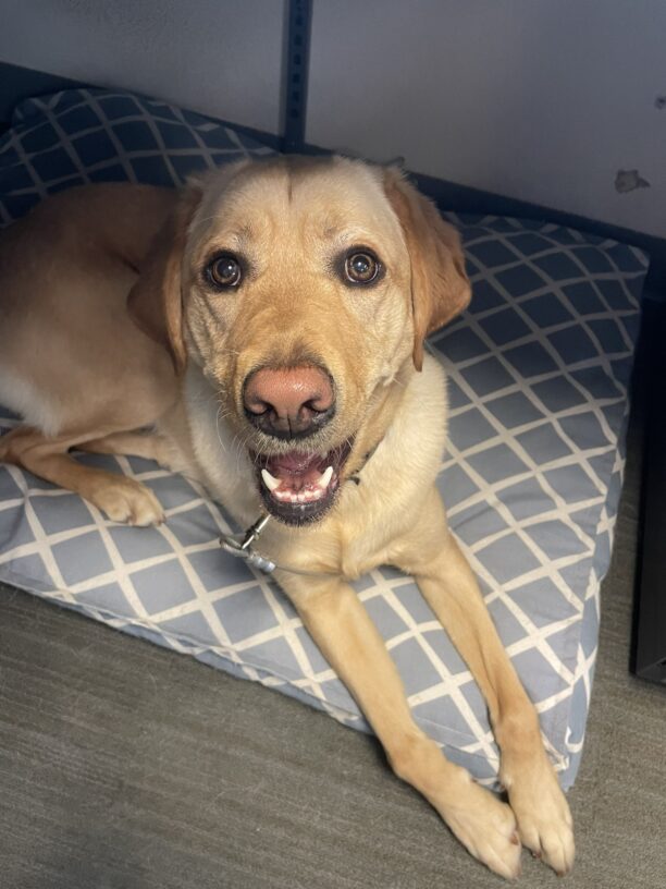 Lily lies on a blue and white dog bed while looking up at the camera. She has an open-mouth grin.