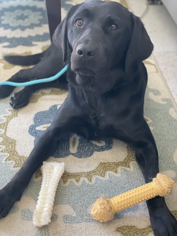 Enola is pictured lying on a colorful rug with a few Nylabones between her front legs. She is looking calmly at the camera.