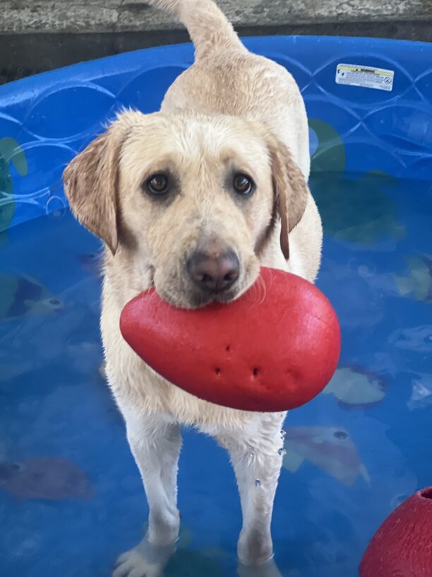 Flo stands in a kiddie pool. Her fur is damp and she holds a red jolly egg in her mouth.