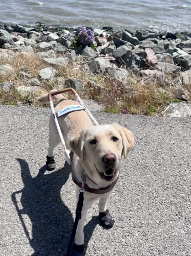 Flo wears her harness and all 4 booties on a paved trail. Birds Eye view photo of her as she looks up wearing a smile on her face.